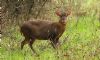 Chinese Muntjac at Hockley Woods (Steve Arlow) (106594 bytes)