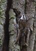 Treecreeper at Hockley Woods (Jeff Delve) (86505 bytes)