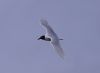 Mediterranean Gull at Bowers Marsh (RSPB) (Vince Kinsler) (14310 bytes)