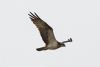 Osprey at Wakering Stairs (Steve Arlow) (52233 bytes) Osprey at Wakering Stairs (Steve Arlow) (52233 bytes)