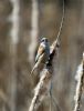 Penduline Tit at Magnolia NR, Hawkwell (Vince Kinsler) (190486 bytes)