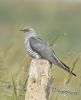 Cuckoo at Bowers Marsh (RSPB) (Graham Oakes) (58942 bytes)