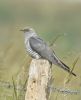 Cuckoo at Bowers Marsh (RSPB) (Graham Oakes) (58942 bytes) Cuckoo at Bowers Marsh (RSPB) (Graham Oakes) (58942 bytes)