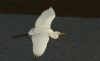 Great White Egret at Hullbridge (Steve Arlow) (39601 bytes) Great White Egret at Hullbridge (Steve Arlow) (39601 bytes)