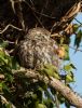 Little Owl at Canewdon (Jeff Delve) (104547 bytes)