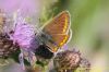 Common Blue at West Canvey Marsh (RSPB) (Richard Howard) (63600 bytes)