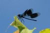 Banded Demoiselle at Benfleet Downs (Richard Howard) (32247 bytes)