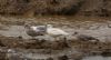Great Black-backed Gull at Private site with no public access (Steve Arlow) (55041 bytes) Great Black-backed Gull at Private site with no public access (Steve Arlow) (55041 bytes)