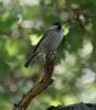 Marsh Tit at Private site with no public access (Jeff Delve) (71358 bytes)