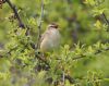 Sedge Warbler at Gunners Park (Vince Kinsler) (88093 bytes)