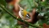 Firecrest at West Wood (Steve Arlow) (42687 bytes)