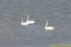 Bewick's Swan at Wallasea Island (RSPB) (Richard Howard) (92741 bytes)