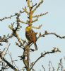 Yellowhammer at South Fambridge (Steve Arlow) (86560 bytes) Yellowhammer at South Fambridge (Steve Arlow) (86560 bytes)