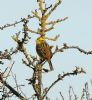 Yellowhammer at South Fambridge (Steve Arlow) (86560 bytes)