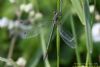 Scarce Emerald Damselfly at Canvey Way (Richard Howard) (47140 bytes)