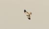 Hen Harrier at Wallasea Island (RSPB) (Steve Arlow) (12090 bytes) Hen Harrier at Wallasea Island (RSPB) (Steve Arlow) (12090 bytes)