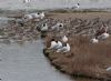 Mediterranean Gull at Two Tree Island (West) (Sally Brierley) (81035 bytes) Mediterranean Gull at Two Tree Island (West) (Sally Brierley) (81035 bytes)