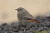 Black Redstart at Gunners Park (Richard Howard) (77772 bytes)