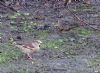 Hawfinch at Coombe Wood (Jeff Saward) (114343 bytes)