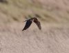 Pallid Harrier at Wallasea Island (RSPB) (Vince Kinsler) (58873 bytes)