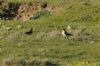 Wheatear at Gunners Park (Richard Howard) (142878 bytes)