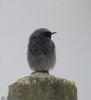 Black Redstart at Thorpe Bay (Jeff Delve) (40142 bytes)