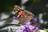 Painted Lady at Benfleet Downs (Richard Howard) (61354 bytes)