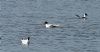 Mediterranean Gull at Bowers Marsh (RSPB) (Vince Kinsler) (114431 bytes) Mediterranean Gull at Bowers Marsh (RSPB) (Vince Kinsler) (114431 bytes)
