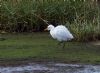 Cattle Egret at Wallasea Island (RSPB) (Jeff Delve) (112143 bytes)