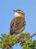 Sedge Warbler at Bowers Marsh (RSPB) (Graham Oakes) (53222 bytes)