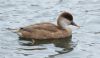 Red-crested Pochard at Southchurch Park West (Steve Arlow) (50571 bytes)