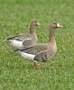 White-fronted Goose at Bowers Marsh (RSPB) (Graham Oakes) (112129 bytes)