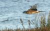 Hen Harrier at Wallasea Island (RSPB) (Jeff Delve) (49203 bytes) Hen Harrier at Wallasea Island (RSPB) (Jeff Delve) (49203 bytes)