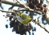 Siskin at Canewdon (Jeff Delve) (65847 bytes)