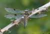 Four-spotted Chaser at Canvey Way (Richard Howard) (56653 bytes)