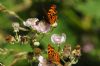 Comma at Benfleet Downs (Richard Howard) (57765 bytes)