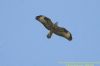 Buzzard at West Canvey Marsh (RSPB) (Richard Howard) (25678 bytes)