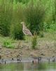 Stone Curlew at Bowers Marsh (RSPB) (Graham Oakes) (111090 bytes)