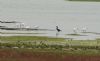 Spoonbill at Wallasea Island (RSPB) (Steve Arlow) (54835 bytes) Spoonbill at Wallasea Island (RSPB) (Steve Arlow) (54835 bytes)