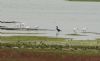 Spoonbill at Wallasea Island (RSPB) (Steve Arlow) (54835 bytes)