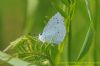 Holly Blue at Canvey Wick (Richard Howard) (88073 bytes)