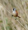 Bearded Tit at Bowers Marsh (RSPB) (Graham Oakes) (68155 bytes)