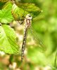 Hairy Dragonfly at Bowers Marsh (RSPB) (Graham Oakes) (91452 bytes) Hairy Dragonfly at Bowers Marsh (RSPB) (Graham Oakes) (91452 bytes)