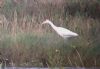 Cattle Egret at Tewkes Creek (Don Petrie) (38428 bytes)