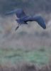 Glossy Ibis at Wat Tyler Country Park (Tim Bourne) (34219 bytes)