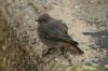 Black Redstart at Gunners Park (Richard Howard) (128787 bytes)