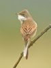 Whitethroat at Bowers Marsh (RSPB) (Graham Oakes) (38646 bytes)