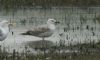 Caspian Gull at Bowers Marsh (RSPB) (Steve Arlow) (190715 bytes) Caspian Gull at Bowers Marsh (RSPB) (Steve Arlow) (190715 bytes)