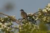 Blackcap at West Canvey Marsh (RSPB) (Richard Howard) (80817 bytes)