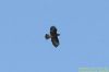 Buzzard at Paglesham Lagoon (Richard Howard) (46796 bytes)